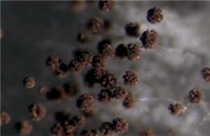 भारत की बड़ी खोज: मिट्टी में छिपी Black Fungus की 2 अनोखी प्रजातियाँ भारतीय वैज्ञानिकों ने खोजीं Black Fungus की दो अनोखी प्रजातियाँ