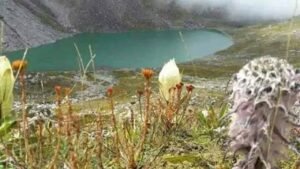 Chenap Valley: मनमोहती देव पुष्प ब्रह्मकमल की क्यारियां