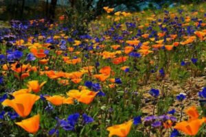 Chenap Valley बनी ‘ट्रेक ऑफ द ईयर 2025’, जानें क्यों है खास chenap-valley-flower-trek-of-the-year