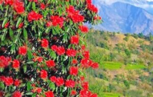 जब खिलेगा बुरांश, मुस्कुराएगा उत्तराखंड: फूल महोत्सव जल्द होगा शुरू बुरांश फ्लावर वीक का आयोजन