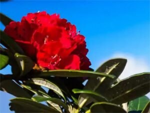 उत्तराखंड के चोपता वैली में खिले बुरांश के फूल – बुरांश फ्लावर वीक 2025