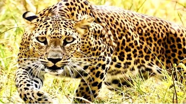 रुद्रप्रयाग में दहशत! गुलदार ने ली एक और जान, ड्रोन से हो रही तलाश