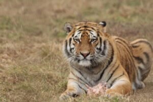 Jim Corbett National Park में सफारी के दौरान मोबाइल पूरी तरह बैन Jim Corbett National Park में जंगल के बीच टाइगर, सफारी मोबाइल बैन खबर से जुड़ी प्रतीकात्मक तस्वीर