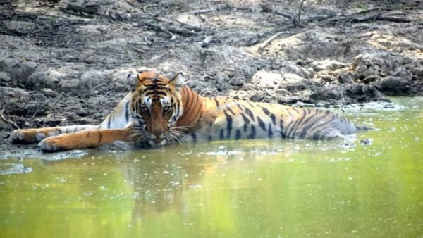 कॉर्बेट गर्जिया जोन में पर्यटकों को हुए टाइगर के दीदार