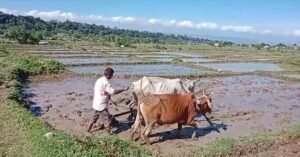 फिर लौटेगी विलुप्त होती दून बासमती की खुशबू img (7)