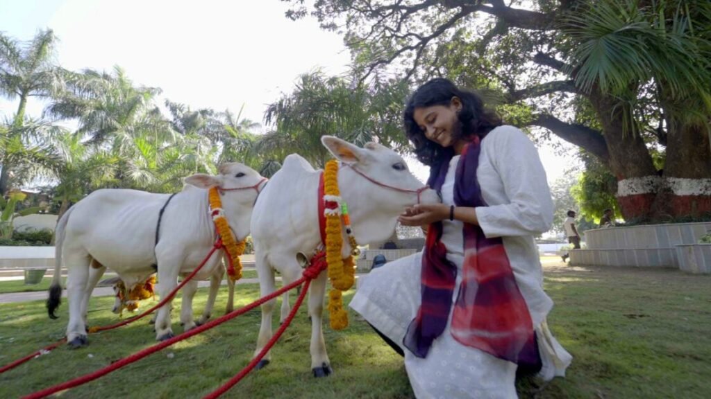 श्री गुरु राम राय विश्वविद्यालय में पहुंची दुनिया की सबसे छोटी नस्ल की नैनो गाय